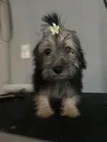Obsidian , a female Cairn Terrier and Maltipoo for sale in Victorville, CA – 1 of 4