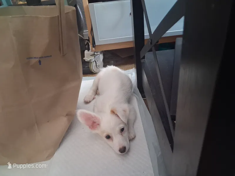 Ghost – Cairn Terrier puppy for sale in Victorville, CA