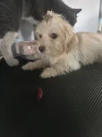 Sassy, a female Cairn Terrier and Maltipoo for sale in Victorville, CA – 7 of 8