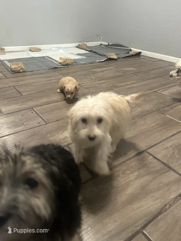 Sassy – Cairn Terrier, Maltipoo puppy for sale in Victorville, CA