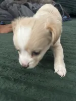 Cashmere, a male Cairn Terrier for sale in Victorville, CA – 2 of 7