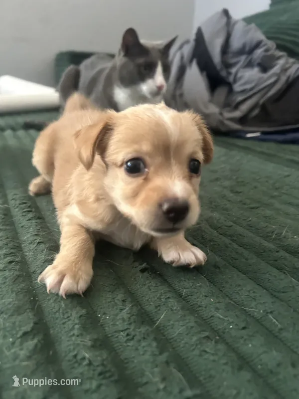 Caramelo – Cairn Terrier puppy for sale in Victorville, CA