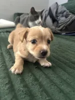 Caramelo, a female Cairn Terrier for sale in Victorville, CA – 1 of 4
