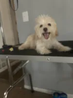 Sassy, a female Cairn Terrier and Maltipoo for sale in Victorville, CA – 4 of 9