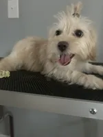 Sassy, a female Cairn Terrier and Maltipoo for sale in Victorville, CA – 9 of 9