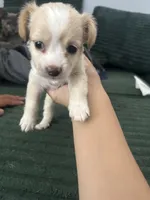 Cashmere, a male Cairn Terrier for sale in Victorville, CA – 3 of 7