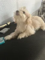 Sassy, a female Cairn Terrier and Maltipoo for sale in Victorville, CA – 5 of 8
