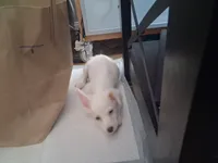 Ghost, a male Cairn Terrier for sale in Victorville, CA – 2 of 2