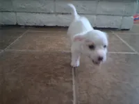 Ghost, a male Cairn Terrier for sale in Victorville, CA – 2 of 2