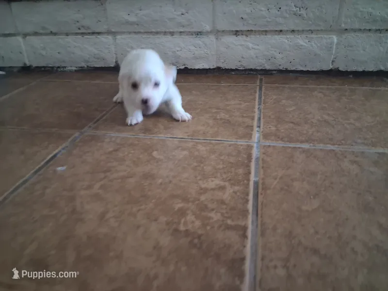 Ghost – Cairn Terrier puppy for sale in Victorville, CA