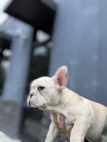 Olaf, a male French Bulldog for sale in Durham, NC – 3 of 6