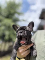 Paddy, a female French Bulldog for sale in Durham, NC – 4 of 8