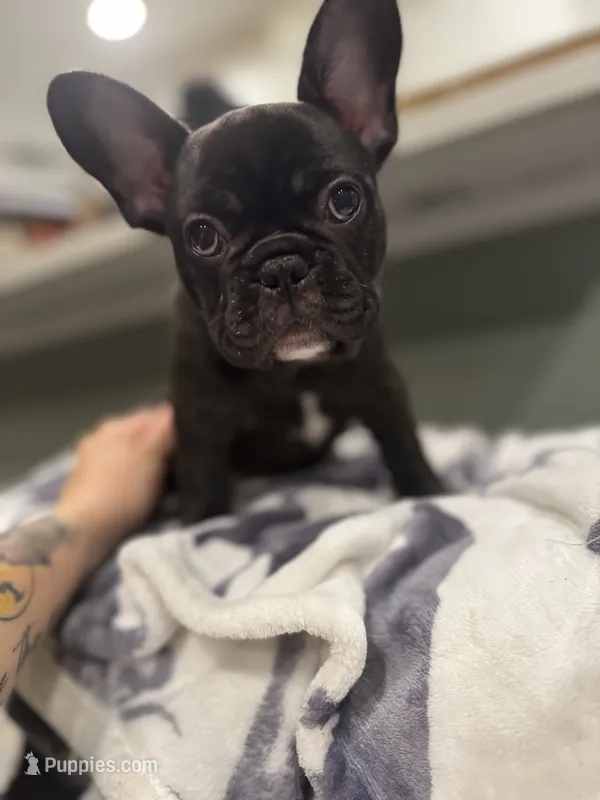 Paddy – French Bulldog puppy for sale in Durham, NC