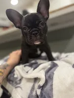 Paddy, a female French Bulldog for sale in Durham, NC – 1 of 8