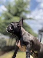 Paddy, a female French Bulldog for sale in Durham, NC – 6 of 8