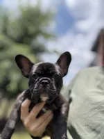 Paddy, a female French Bulldog for sale in Durham, NC – 7 of 8