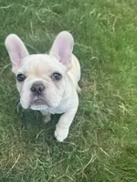 Olaf, a male French Bulldog for sale in Durham, NC – 1 of 6