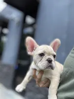 Olaf, a male French Bulldog for sale in Durham, NC – 2 of 6