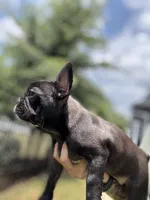 Paddy, a female French Bulldog for sale in Durham, NC – 3 of 8