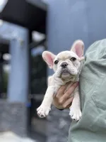 Olaf, a male French Bulldog for sale in Durham, NC – 4 of 6