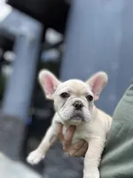 Olaf, a male French Bulldog for sale in Durham, NC – 5 of 6