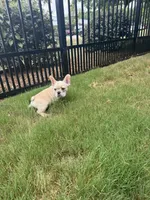Olaf, a male French Bulldog for sale in Durham, NC – 6 of 6