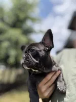 Paddy, a female French Bulldog for sale in Durham, NC – 5 of 8