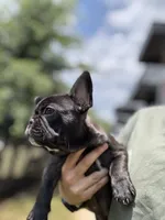 Paddy, a female French Bulldog for sale in Durham, NC – 8 of 8