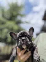 Paddy, a female French Bulldog for sale in Durham, NC – 2 of 8