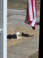 Tipper, a male Australian Shepherd and Border Collie for sale in Pittsburgh, PA – Photo 8 of 8