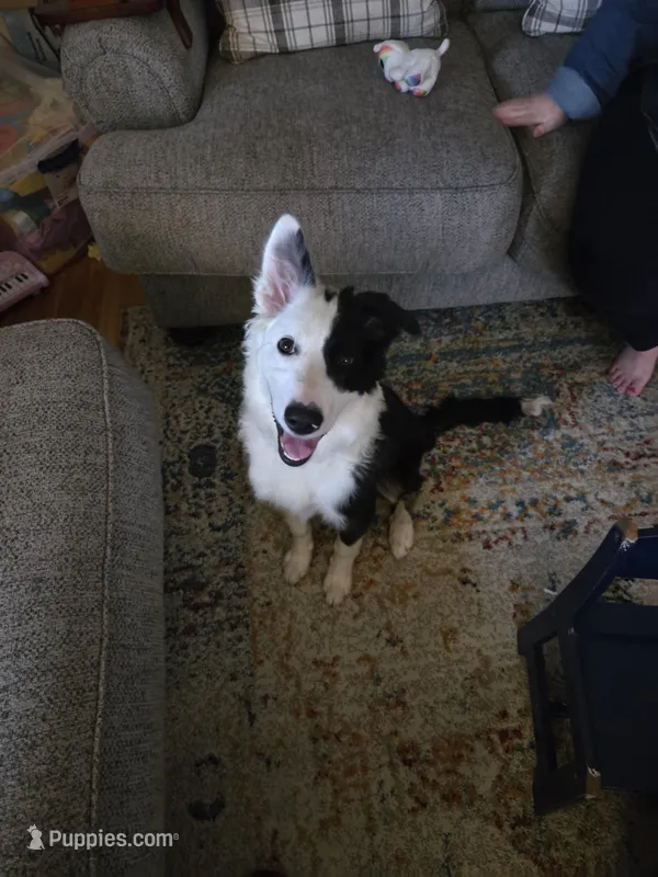 Tipper – Australian Shepherd, Border Collie puppy for sale in Pittsburgh, PA