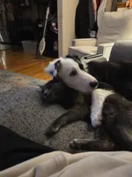 Tipper, a male Australian Shepherd and Border Collie for sale in Pittsburgh, PA – Photo 6 of 8