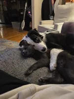 Tipper, a male Australian Shepherd and Border Collie for sale in Pittsburgh, PA – Photo 3 of 8