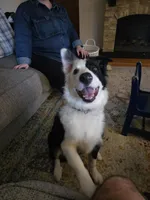 Tipper, a male Australian Shepherd and Border Collie for sale in Pittsburgh, PA – Photo 2 of 8