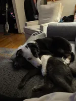 Tipper, a male Australian Shepherd and Border Collie for sale in Pittsburgh, PA – Photo 4 of 8