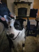 Tipper, a male Australian Shepherd and Border Collie for sale in Pittsburgh, PA – Photo 7 of 8