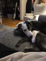 Tipper, a male Australian Shepherd and Border Collie for sale in Pittsburgh, PA – Photo 5 of 8