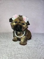 Laika, a female Shih Tzu for sale in Belleview, FL – 6 of 10