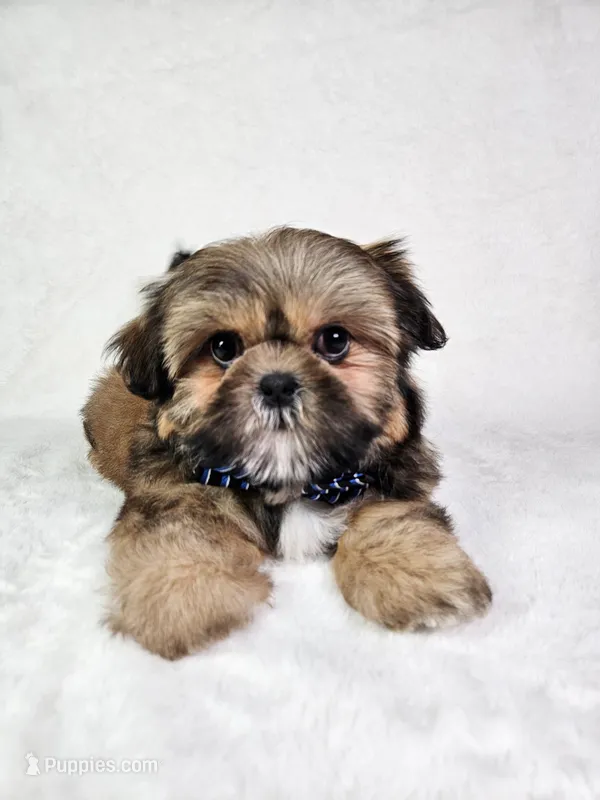 Polo – Shih Tzu puppy for sale in Belleview, FL