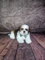Lewis , a male Shih Tzu for sale in Belleview, FL – 4 of 10