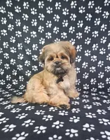 Samuel , a male Shih Tzu for sale in Belleview, FL – 2 of 10