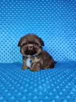 Justin , a male Shih Tzu for sale in Belleview, FL – 6 of 10