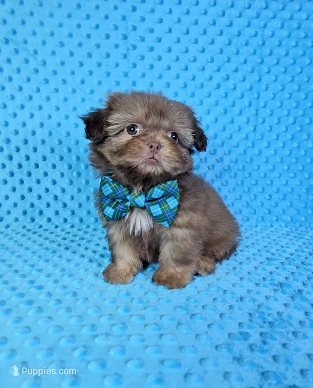 Sony  – Shih Tzu puppy for sale in Belleview, FL