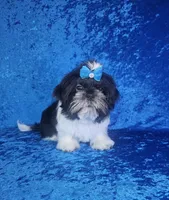 Leny, a male Shih Tzu for sale in Belleview, FL – 8 of 10