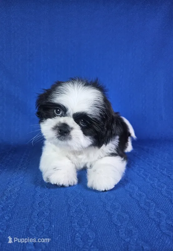 Luis  – Shih Tzu puppy for sale in Belleview, FL