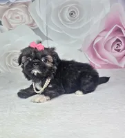 Ash, a female Shih Tzu for sale in Belleview, FL – 4 of 10