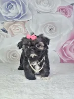 Ash, a female Shih Tzu for sale in Belleview, FL – 5 of 10