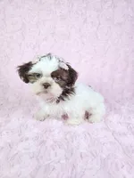 Laura, a female Shih Tzu for sale in Belleview, FL – 9 of 10