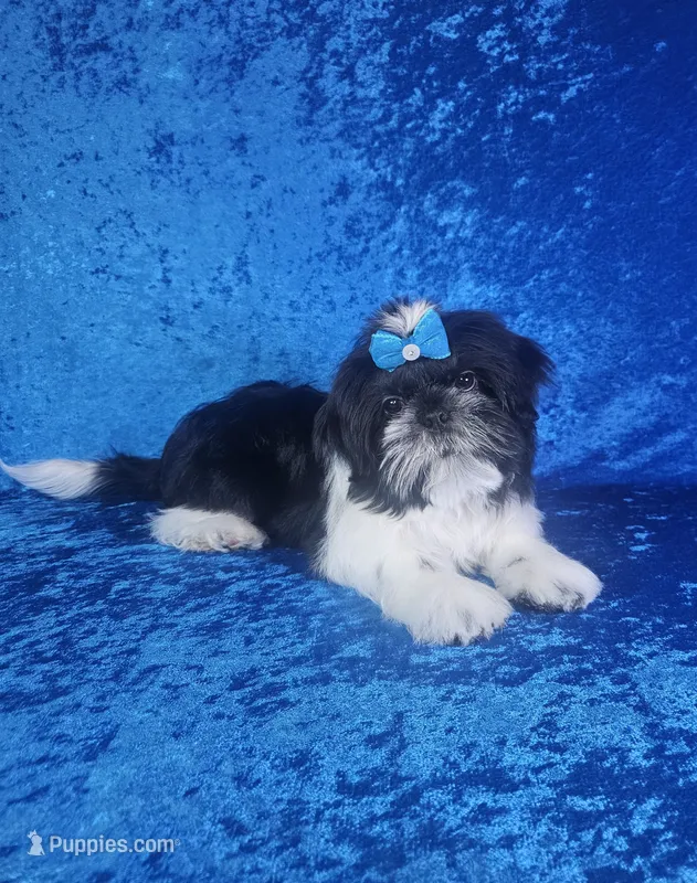 Leny – Shih Tzu puppy for sale in Belleview, FL