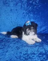 Leny, a male Shih Tzu for sale in Belleview, FL – 1 of 10